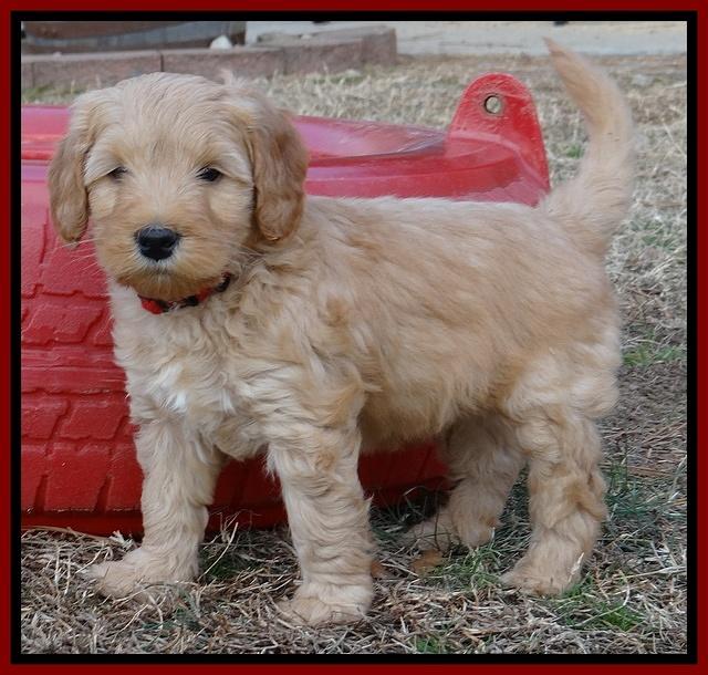 Macy Max pups 7 wks old 111