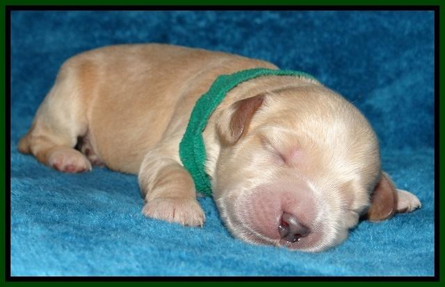 Macy Max pups 1 wk old 151