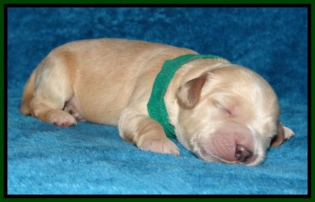 Macy Max pups 1 wk old 161
