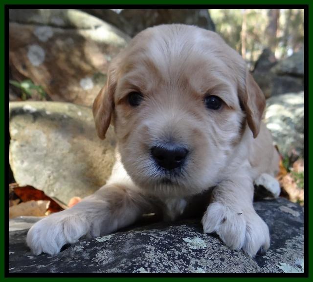 Macy Max pups 3 wks old 101