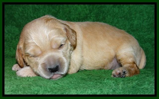 Macy Max pups 3 wks old 131