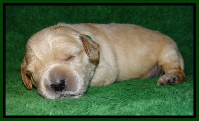 Macy Max pups 3 wks old 141