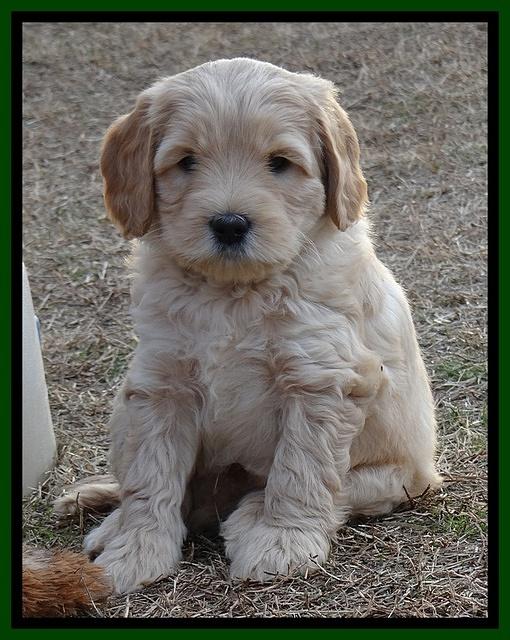 Macy Max pups 7 wks old 101