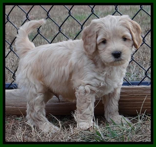 Macy Max pups 7 wks old 91