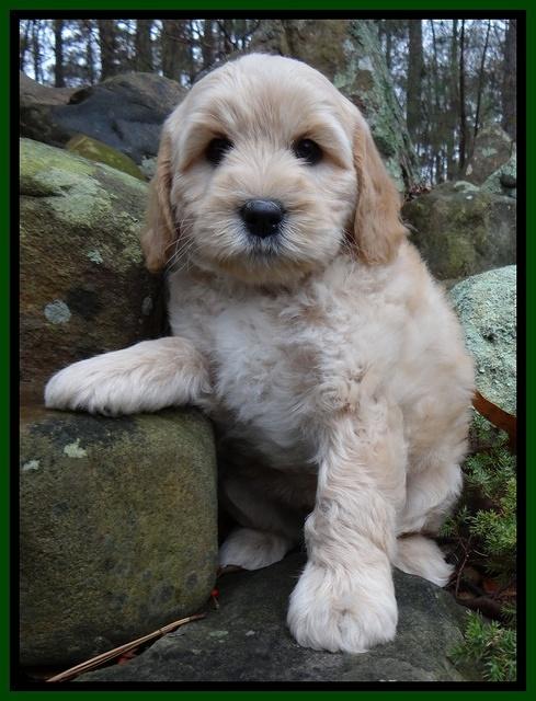 Macy Max pups 8 wks old 81