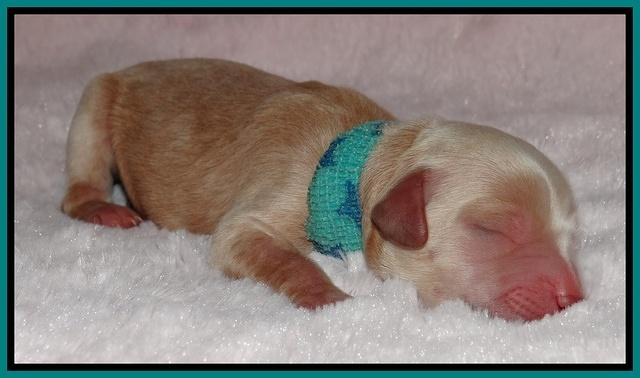 Macy Max newborn 141