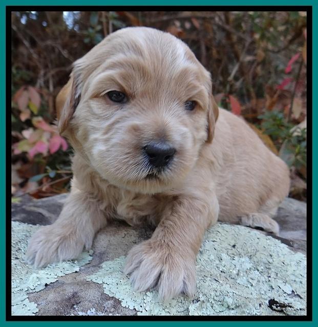 Macy Max pups 3 wks old 131