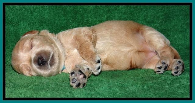 Macy Max pups 3 wks old 151