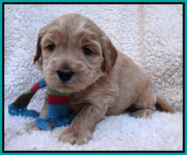 Macy Max pups 4 wks old 161