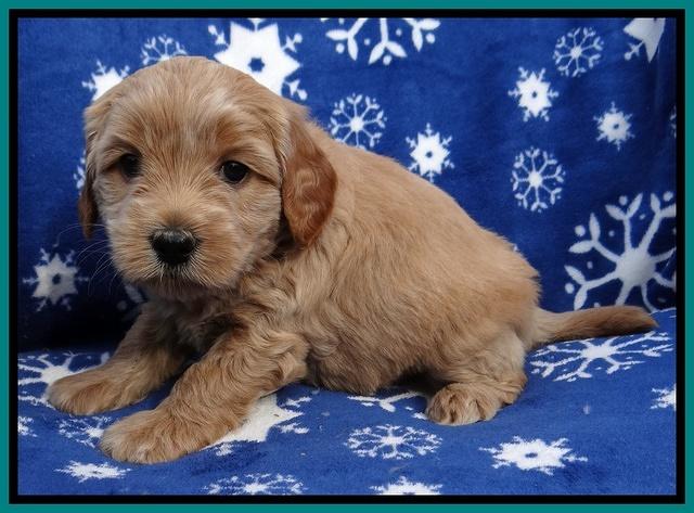 Macy Max pups 5wks old 161