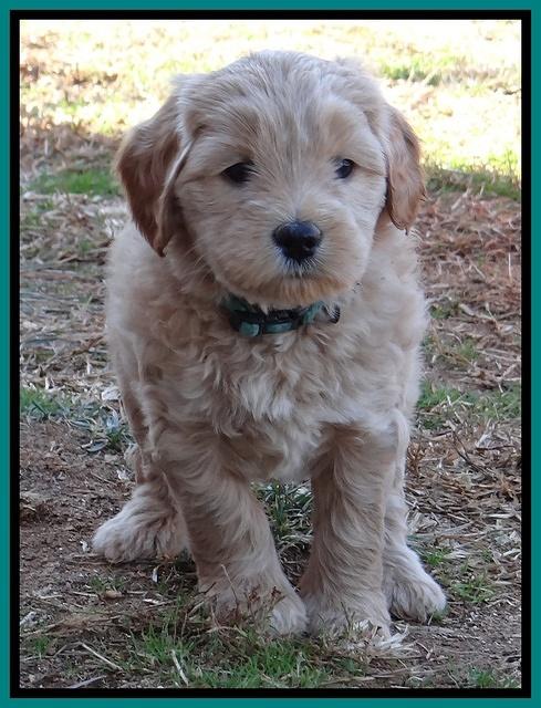 Macy Max pups 6 wks old 221