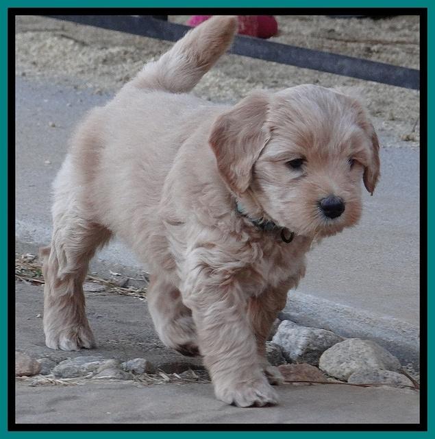Macy Max pups 6 wks old 251