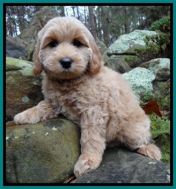 Macy Max pups 8 wks old 91