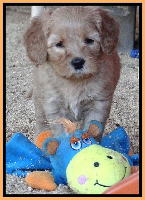 Macy Max pups 6 wks old 321