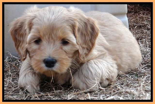 Macy Max pups 7 wks old 81