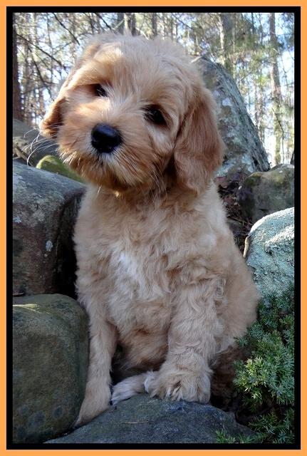 Macy Max pups 8 wks old 52000