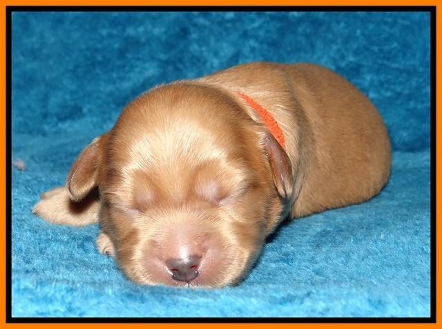 Macy Max pups 1 wk old 231