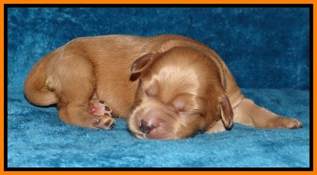 Macy Max pups 1 wk old 251