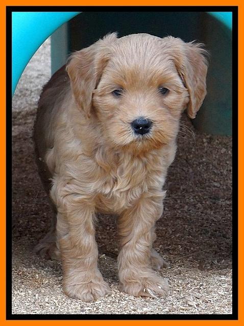 Macy Max pups 7 wks old 41