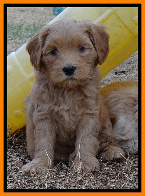 Macy Max pups 7 wks old 51