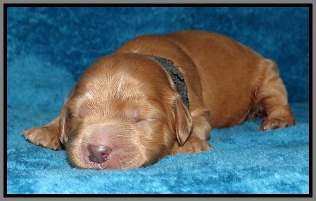 Macy Max pups 1 wk old 271