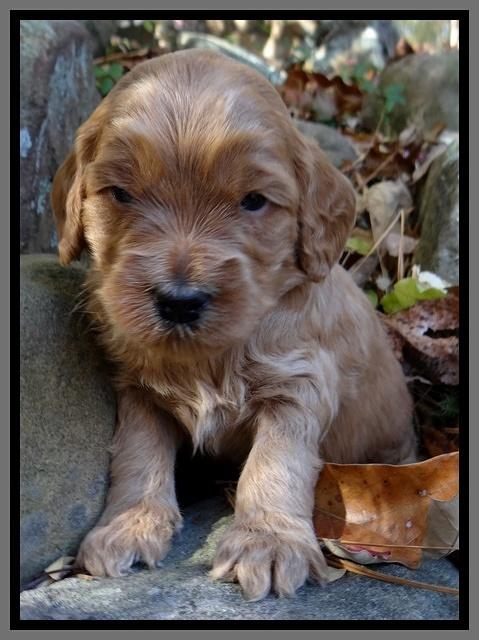 Macy Max pups 3 wks old 181
