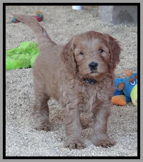 Macy Max pups 6 wks old 331
