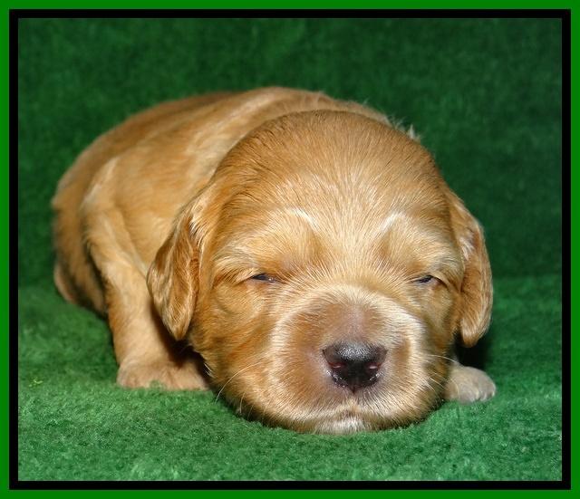 Macy Max pups 3 wks old 281