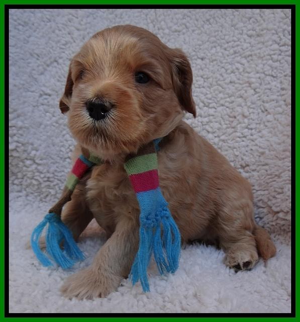 Macy Max pups 4 wks old 251