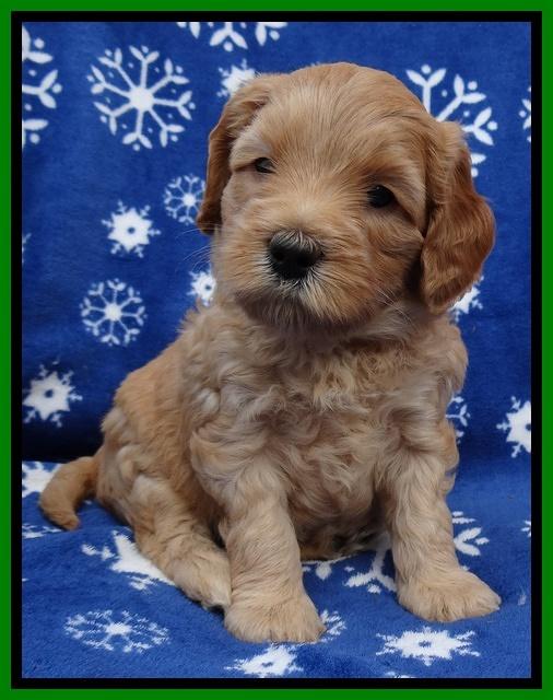 Macy Max pups 5wks old 281