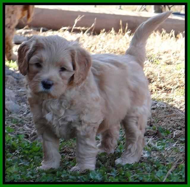 Macy Max pups 6 wks old 351