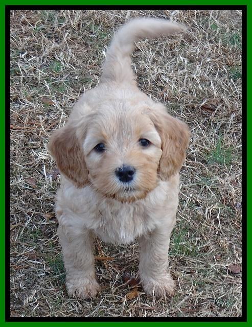 Macy Max pups 7 wks old 300