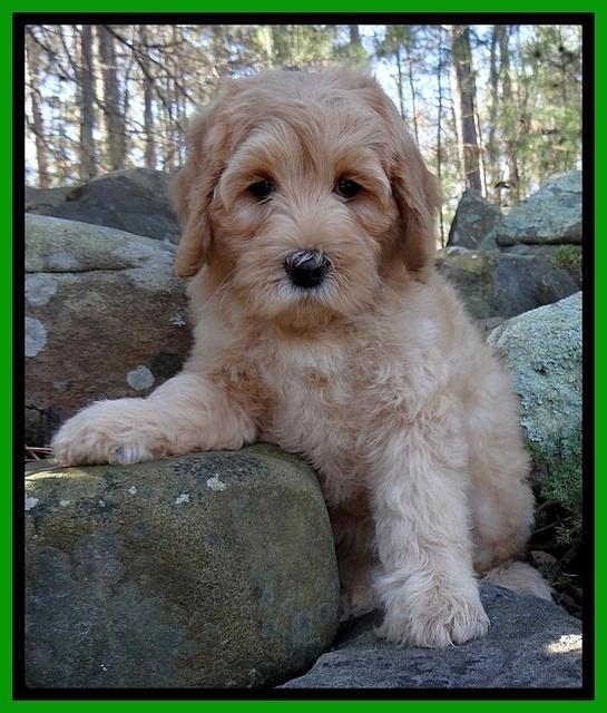 Macy Max pups 8 wks old 22000