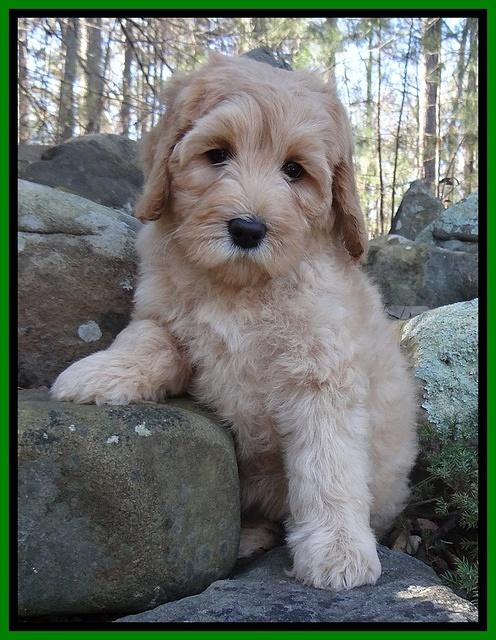 Macy Max pups 8 wks old 32000