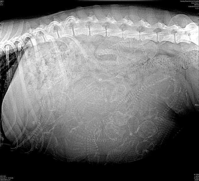 Dawn Dean RugbyPreg 2(1)