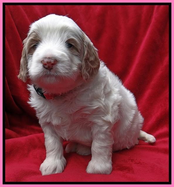 Dawn Rugby pups 4 wks old 11