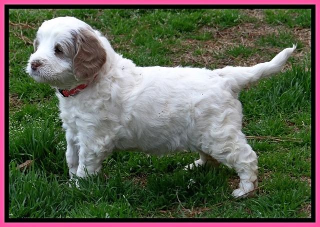 Dawn Rugby pups 5 wks old 41