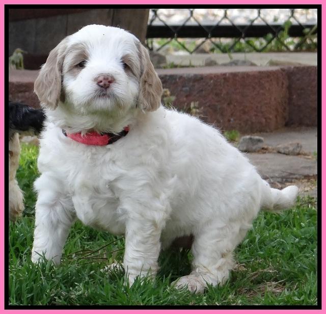 Dawn Rugby pups 5 wks old 51