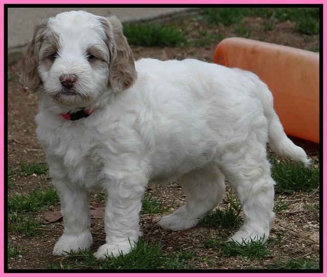 Dawn Rugby pups 6 wks old 41