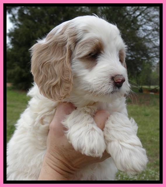 Dawn Rugby pups 7 wks old 21