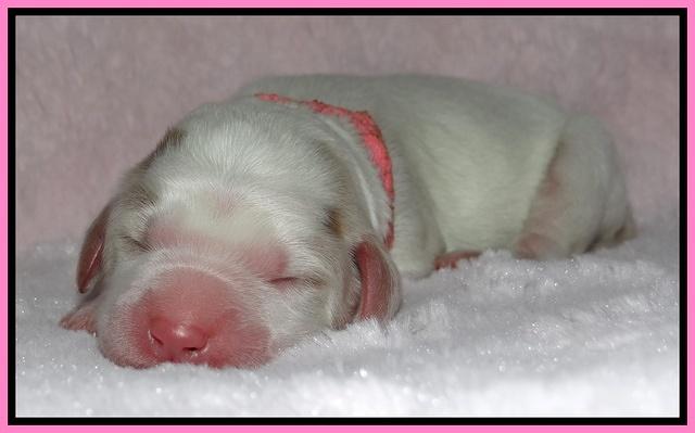 Dawn Rugby pups newborn 11