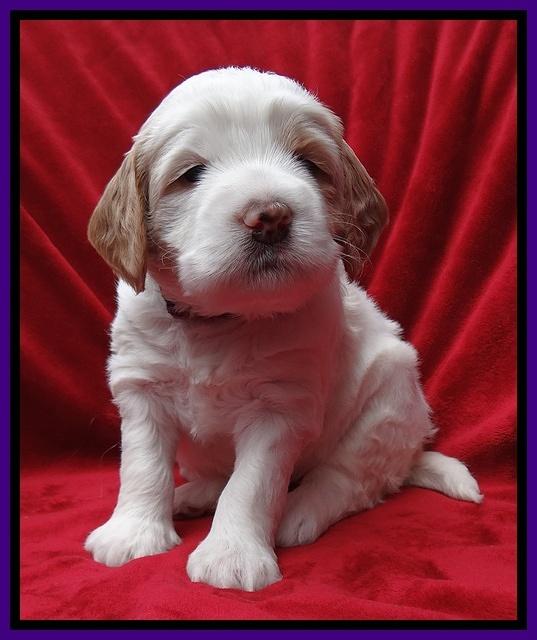Dawn Rugby pups 4 wks old 31