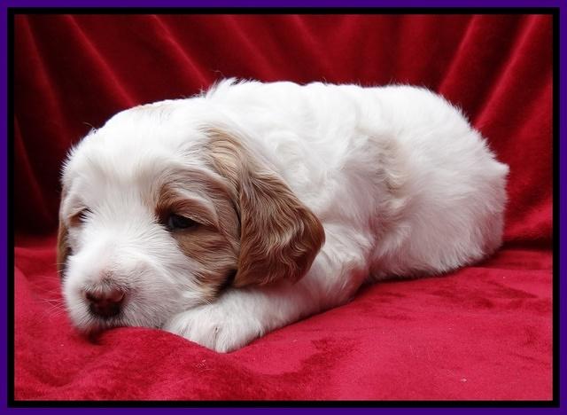 Dawn Rugby pups 4 wks old 41