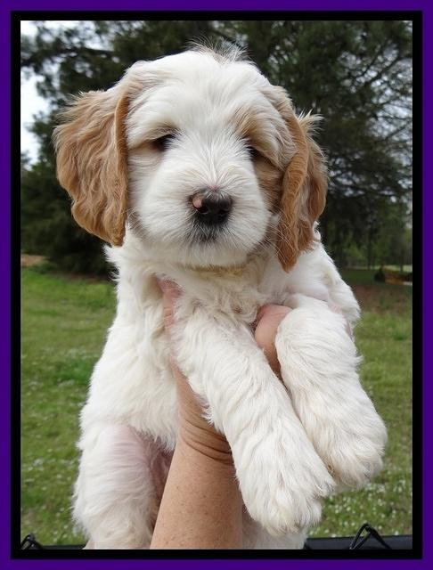 Dawn Rugby pups 7 wks old 41