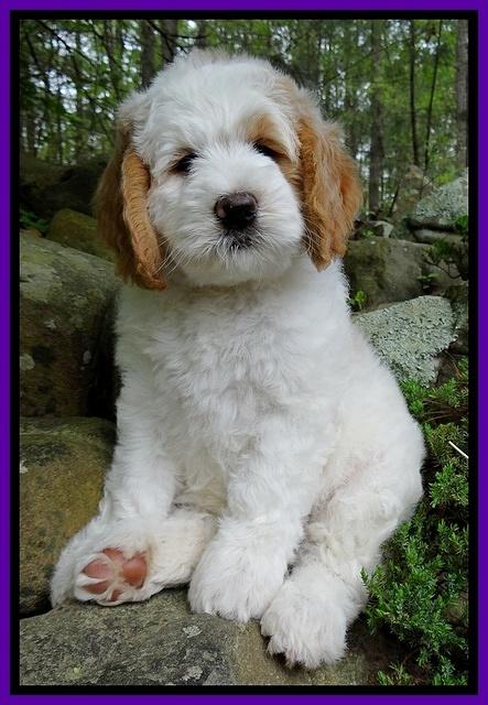 Dawn Rugby pups 8 wks old 71