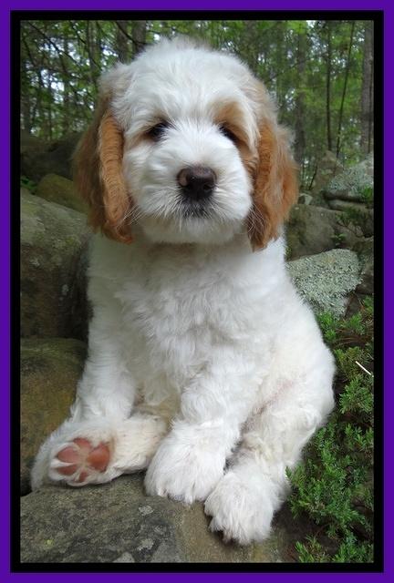 Dawn Rugby pups 8 wks old 81