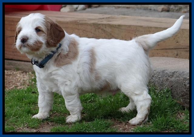 Dawn Rugby pups 5 wks old 111