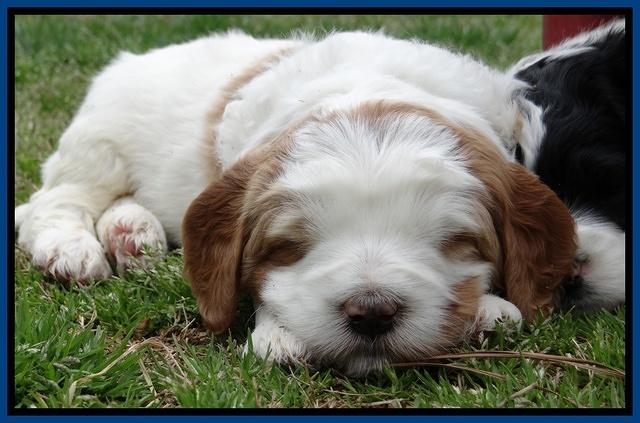 Dawn Rugby pups 5 wks old 141