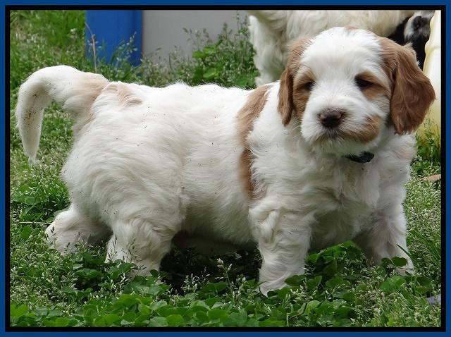 Dawn Rugby pups 6 wks old 101