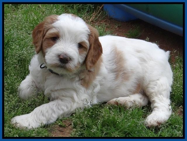 Dawn Rugby pups 6 wks old 111